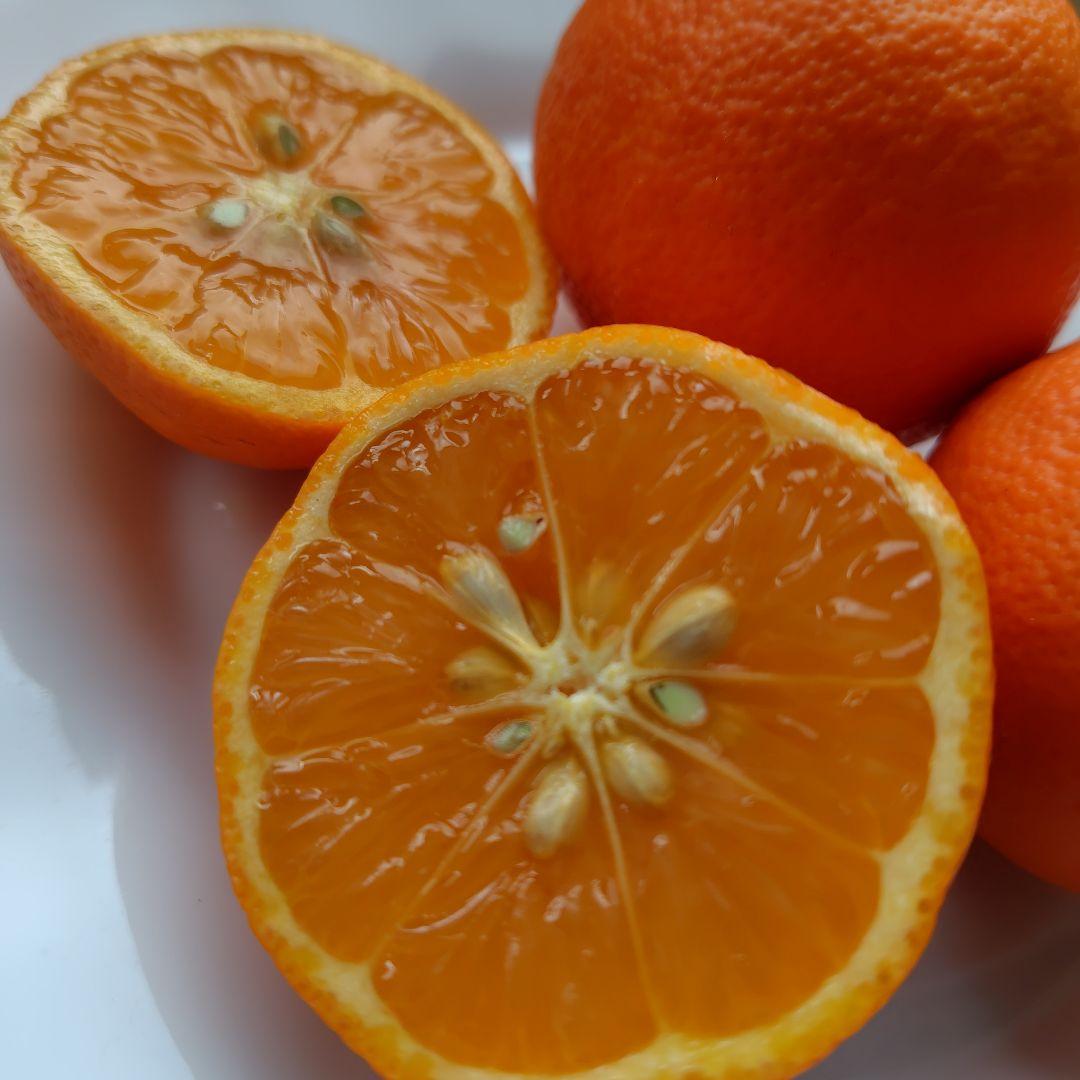 【ꕤ451】熊本県産 赤姫レモン 20kg（国産レモン）