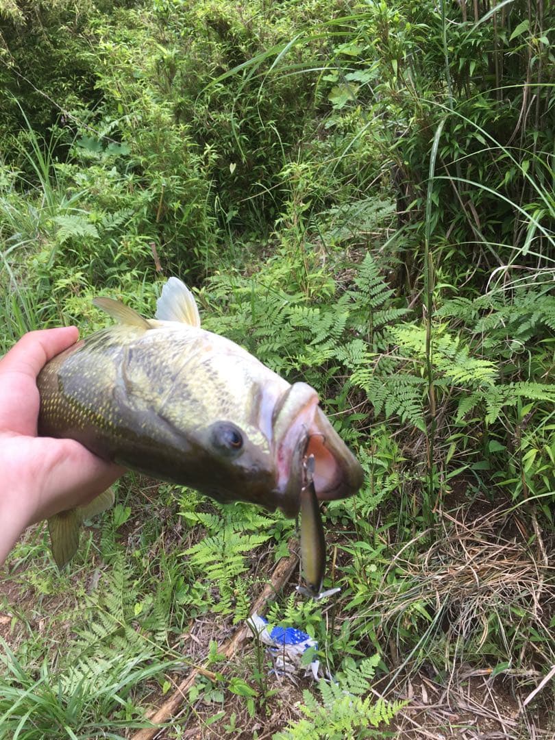 ダイワ　スティーズ　ダブルクラッチ75SP TDバイブレーション ガストネード