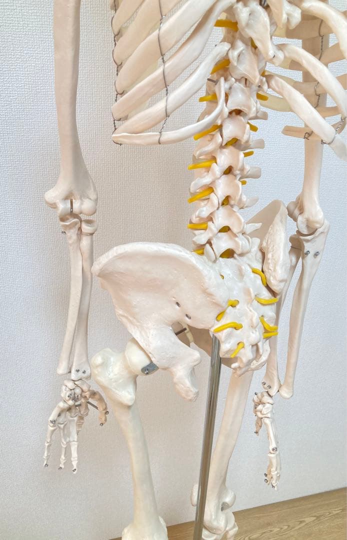 ☆レア 全身人体模型 骨格標本 約180cm 可動式 キャスター付き 医学 教材