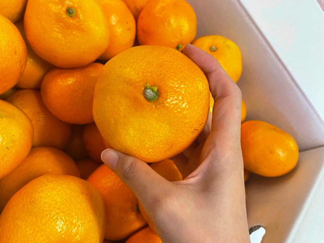 みかん　20kg M〜2Sサイズ　熊本県産