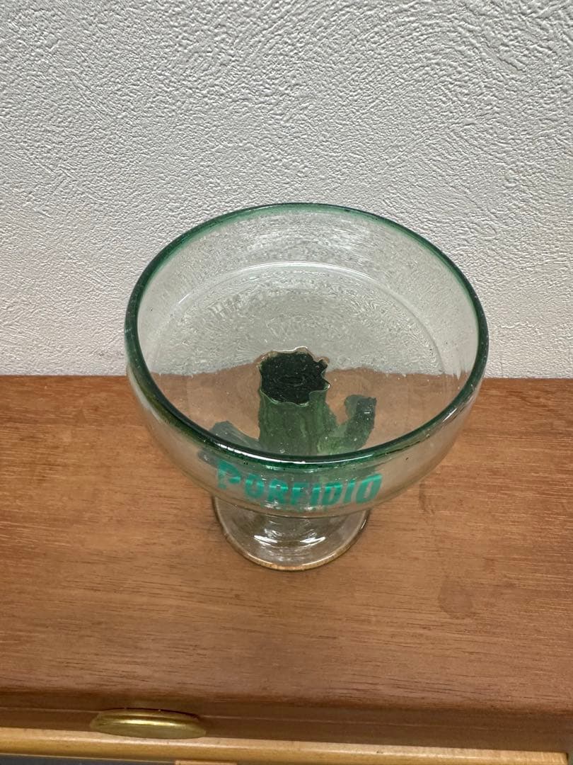 テキーラ・ポルフィディオ・サボテングッズ