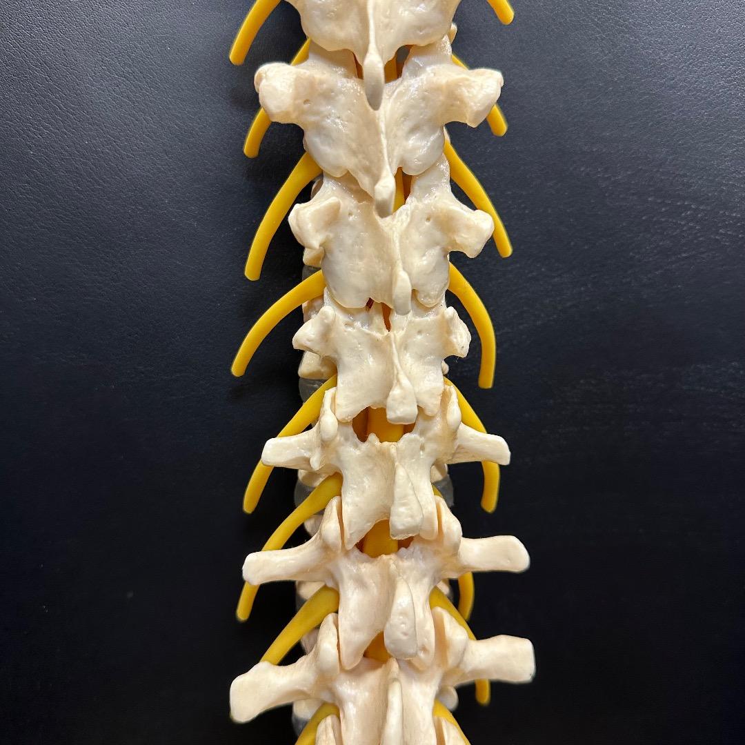 ♡※後右棚c1001 somso 脊柱模型 人体模型 人体骨格模型 約80cm
