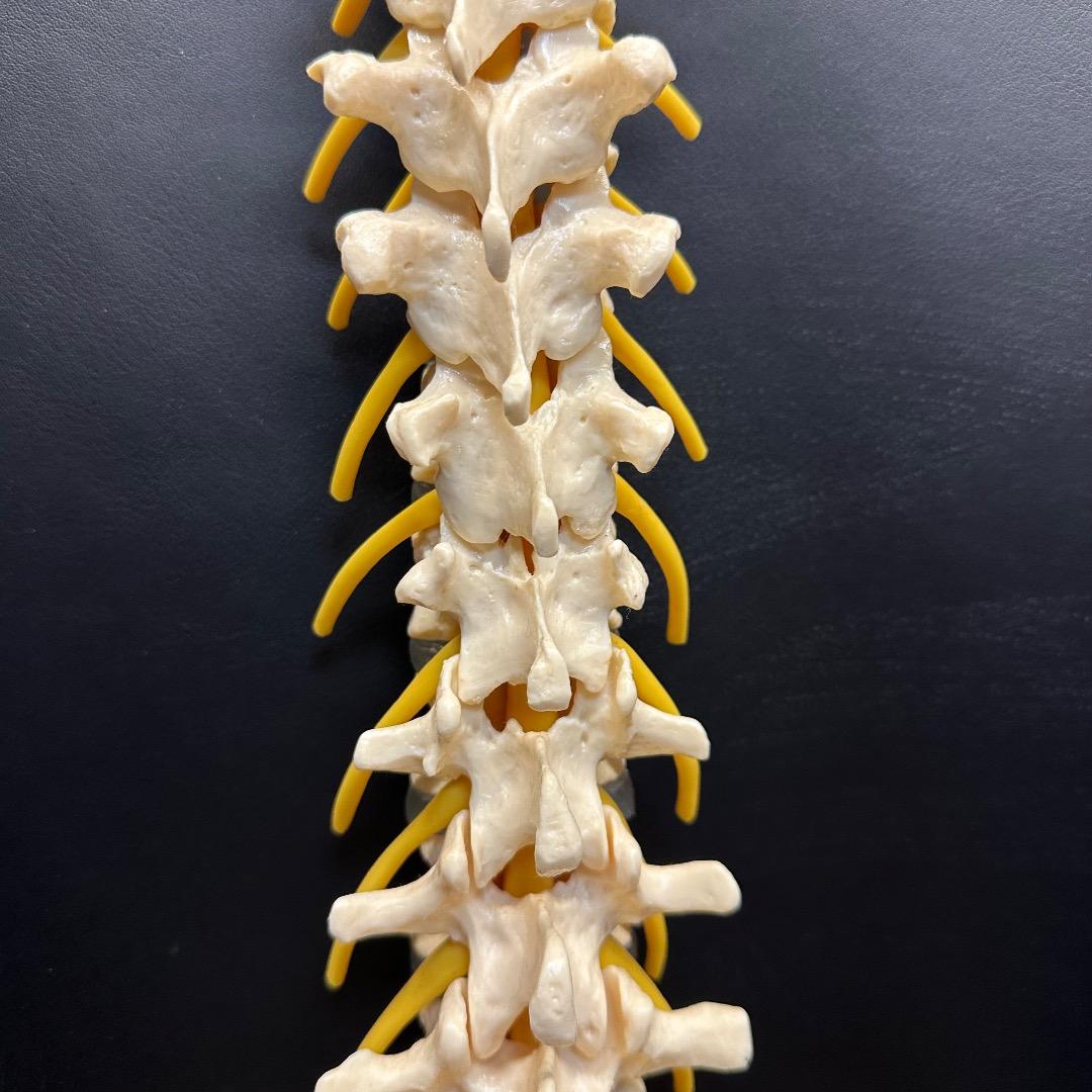 ♡※後右棚c1001 somso 脊柱模型 人体模型 人体骨格模型 約80cm