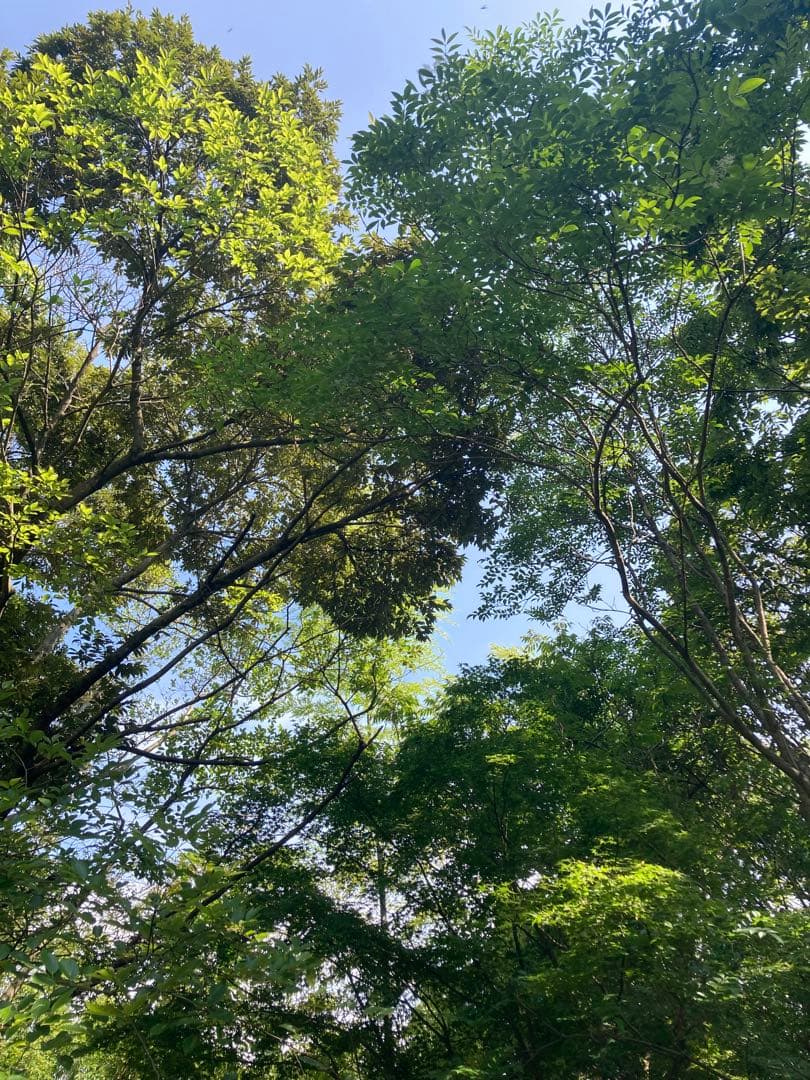 はなえみ　日本蜜蜂　ニホンミツバチ　生ハチミツ　蜂蜜　1120g