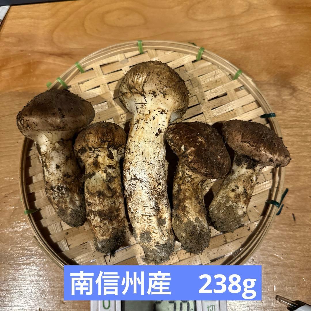 松茸　南信州産①