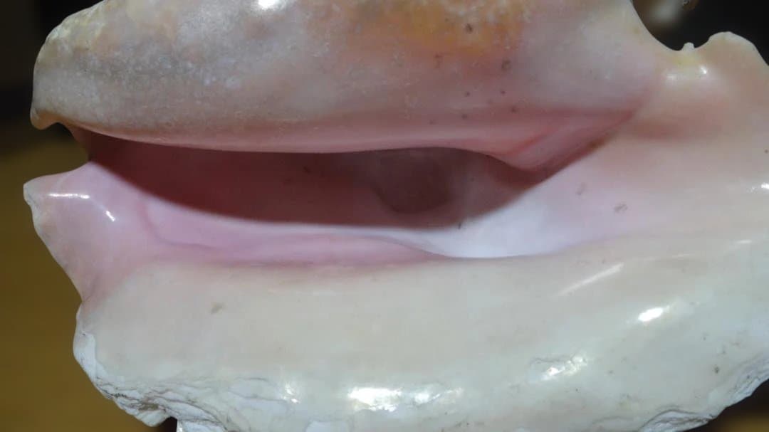 コンク貝（ピンク貝）