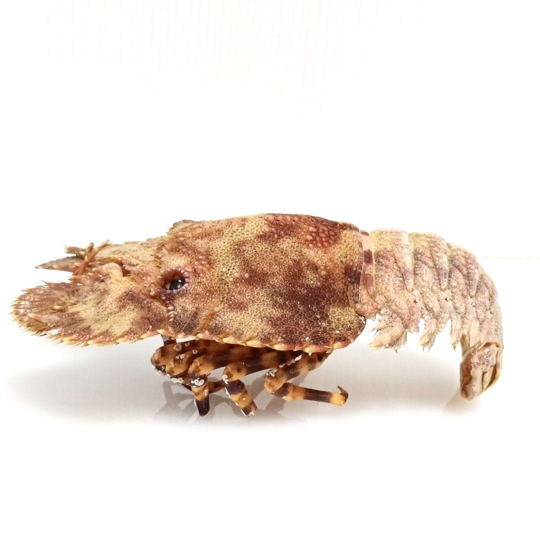【1点物】セミエビ① 乾燥標本 色彩保存標本 関節可動