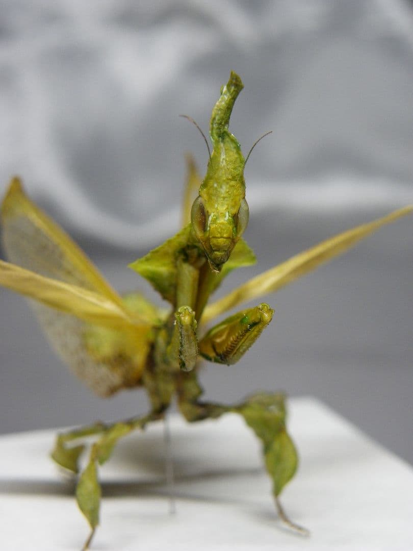 グリーンゴーストマンティス　雌　立体標本