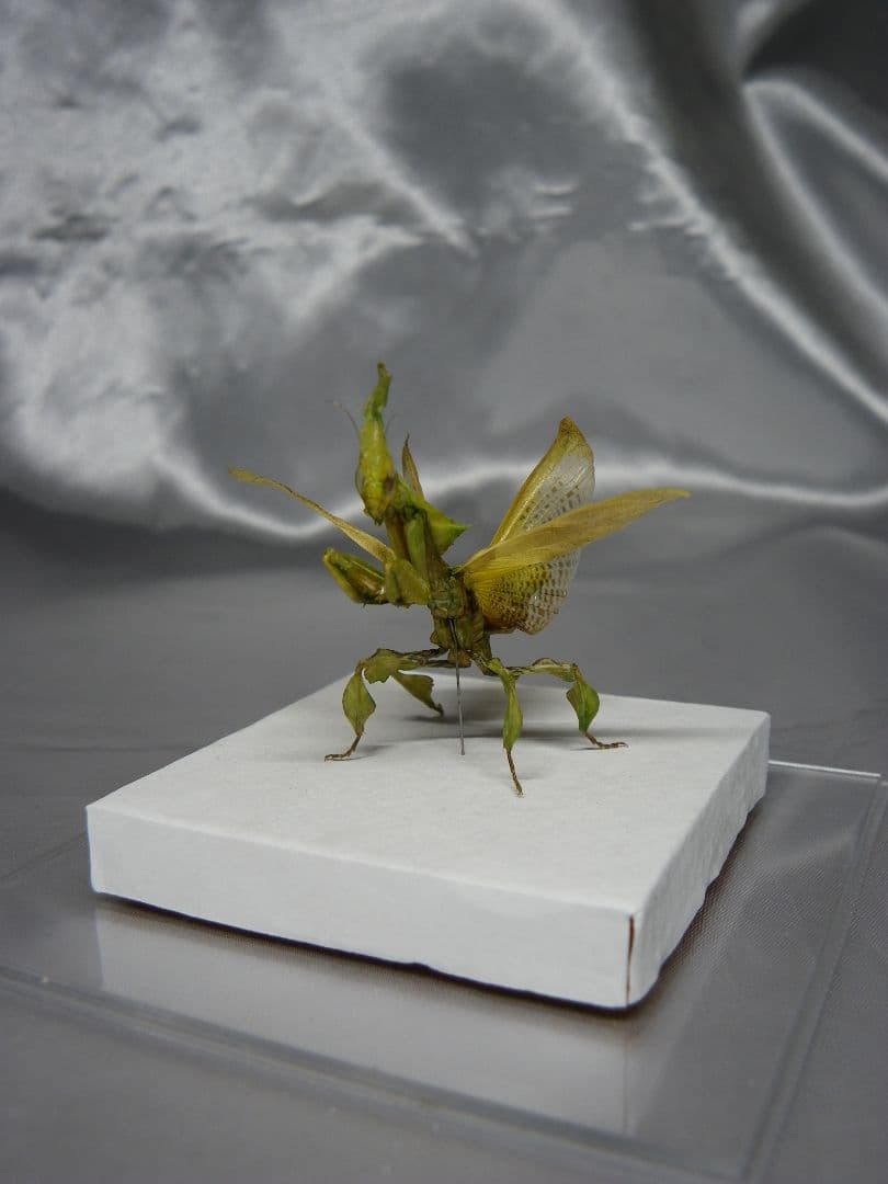 グリーンゴーストマンティス　雌　立体標本