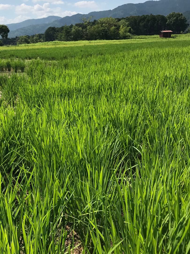 Natural farming 自然療法 セカンドブレイン腸脳相関 第2の脳