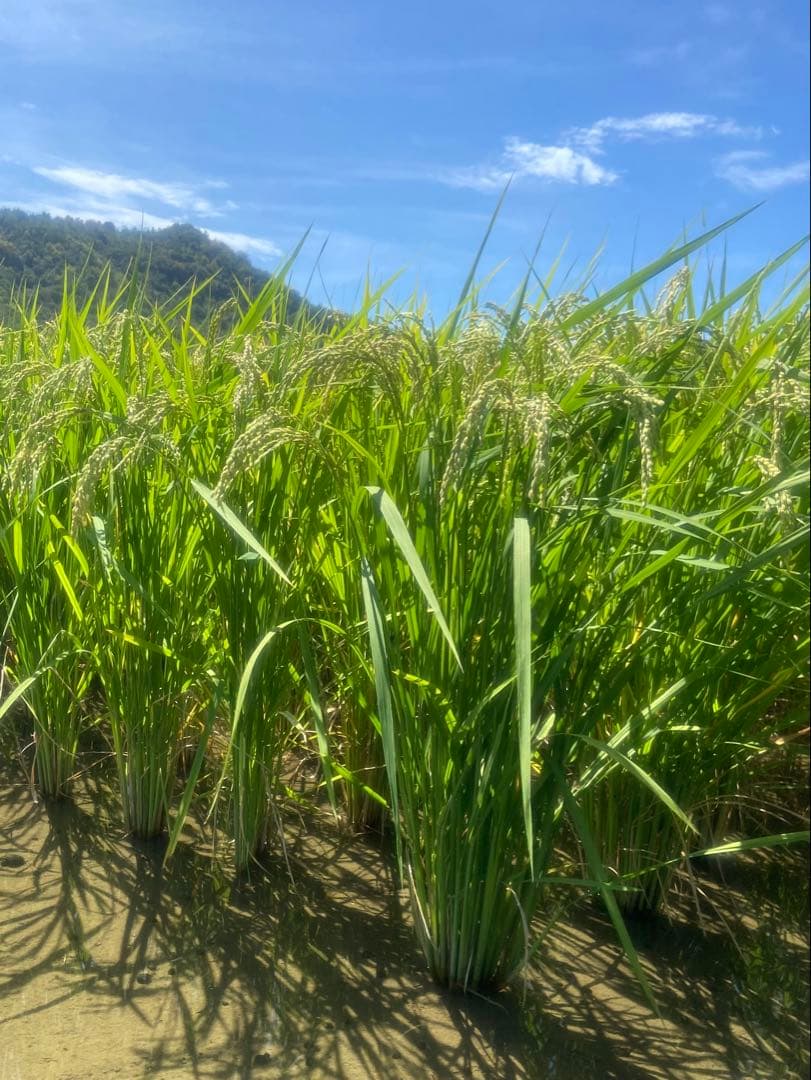 Natural farming 自然療法 セカンドブレイン腸脳相関 第2の脳