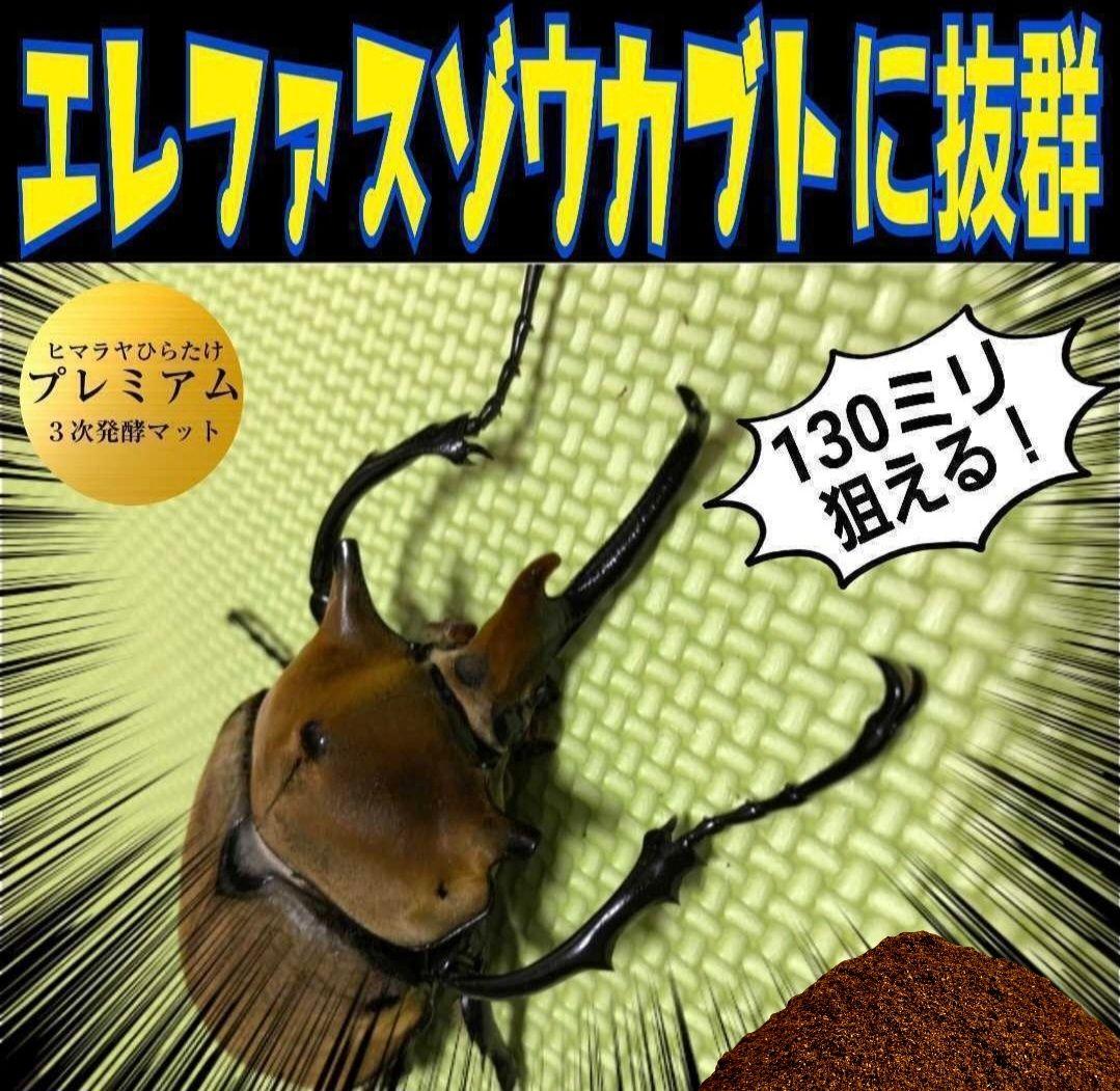 【２セット】カブトムシ幼虫を入れるだけ！プレミアム発酵マット入り㍑ボックス