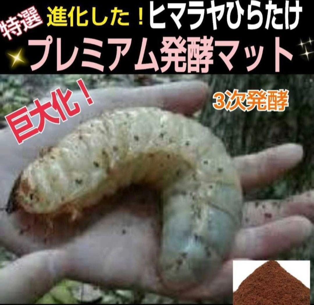 【２セット】カブトムシ幼虫を入れるだけ！プレミアム発酵マット入り㍑ボックス