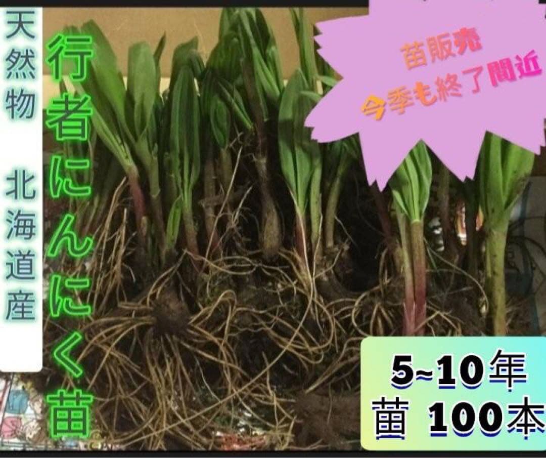 北海道産天然物 行者にんにく苗 100本