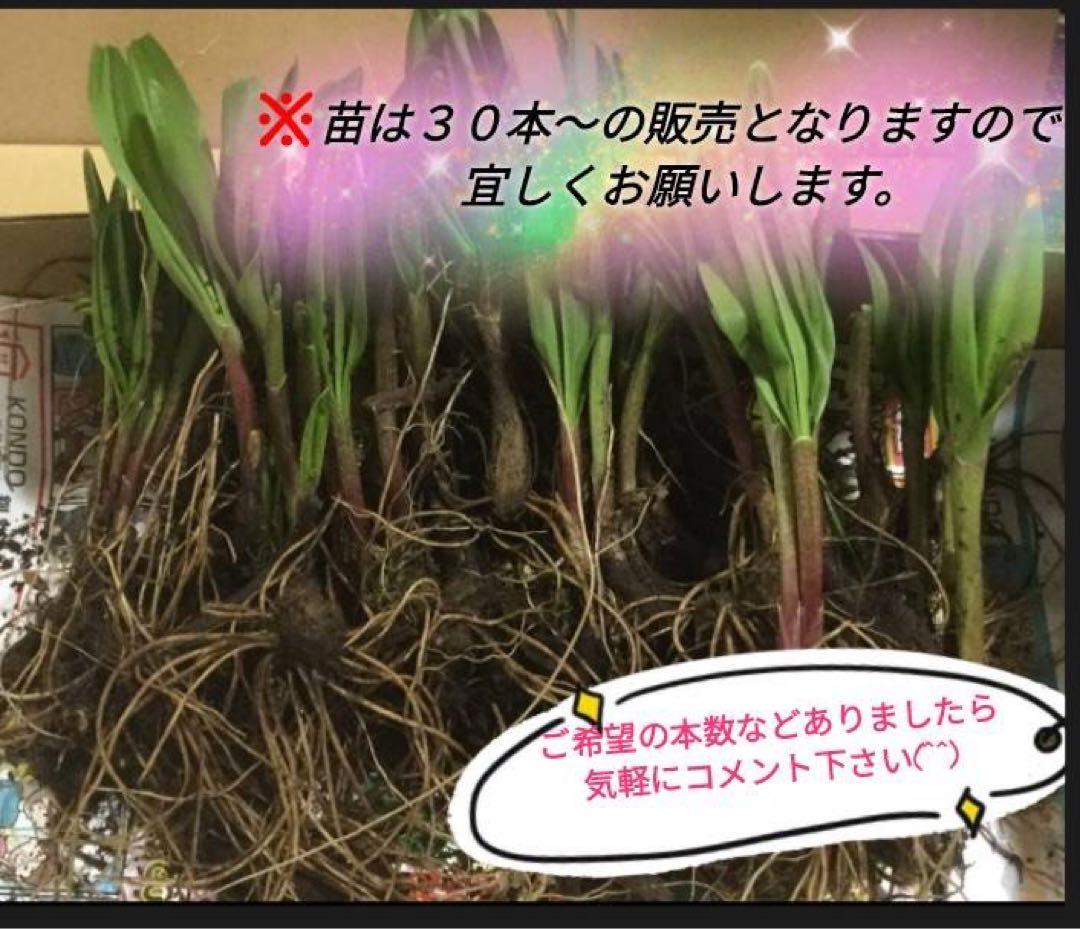 北海道産天然物 行者にんにく苗 100本