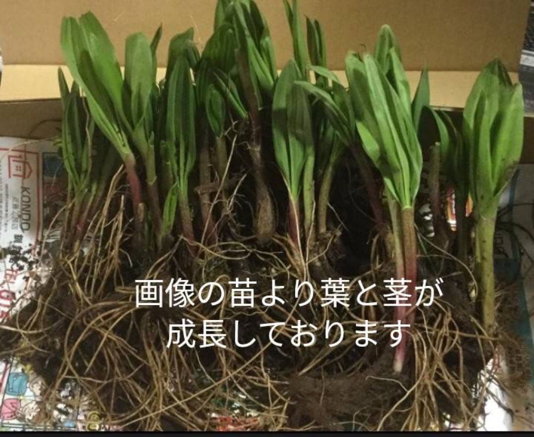 北海道産天然物 行者にんにく苗 100本