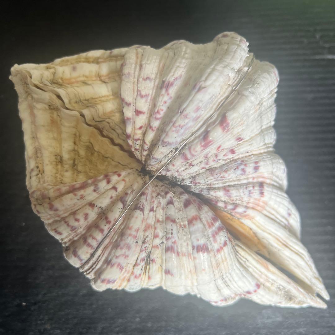 オオシャコ貝、置物、花台、インテリアコレクション