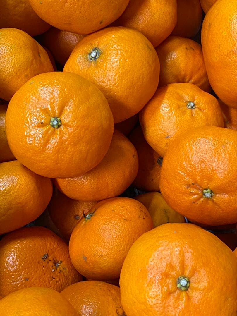 愛媛県産!! 甘平(家庭用10キロ) 農家直送