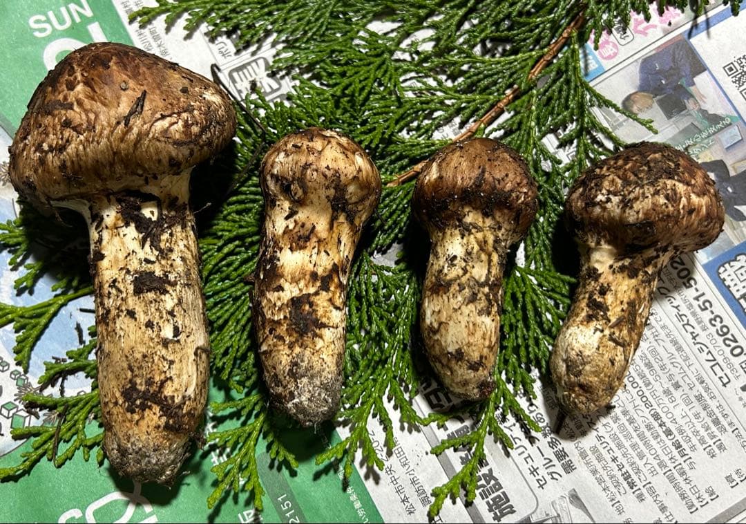 ☆信州産松茸☆今現在約125グラム☆まつたけ☆クール便送料着払い☆国産松茸☆②☆