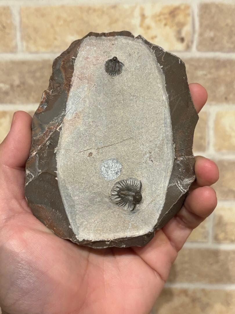 アカンソピゲ　2体　化石　三葉虫