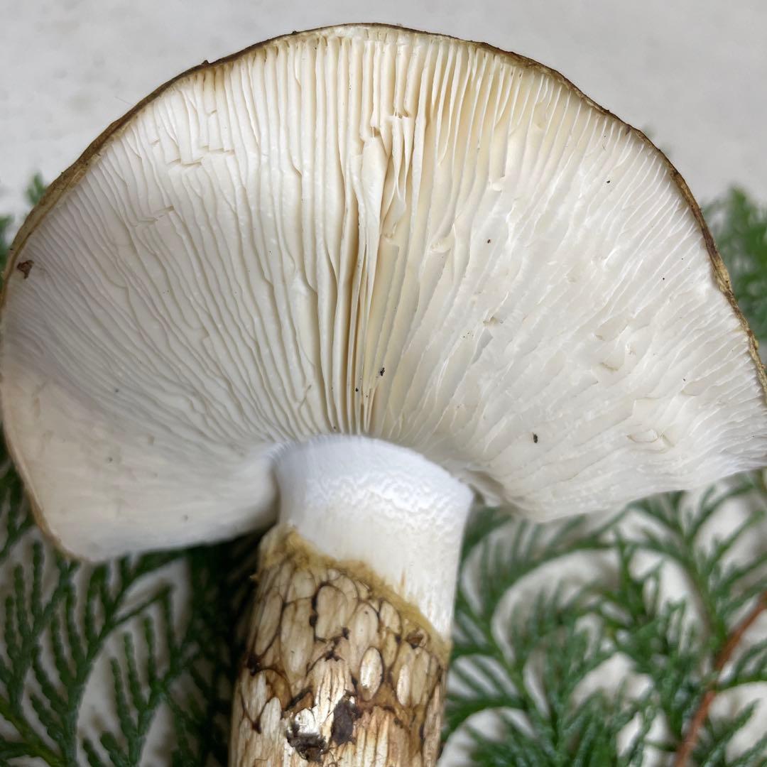 広島県産　松茸