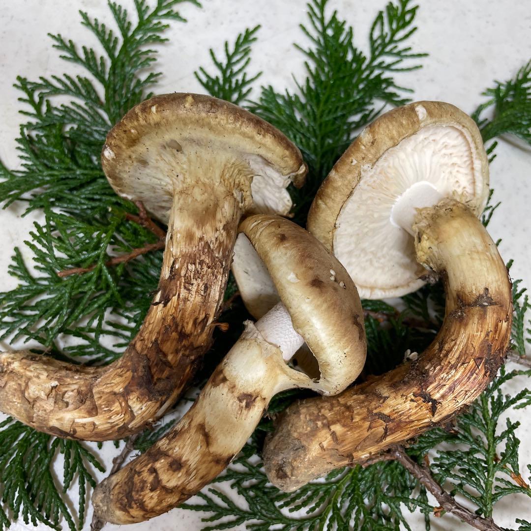 広島県産　松茸