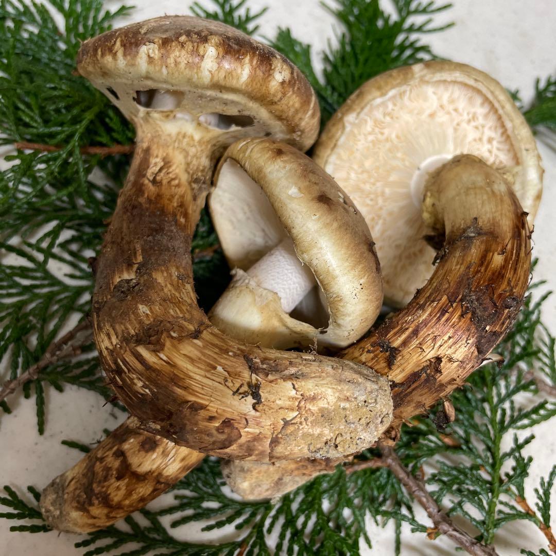 広島県産　松茸