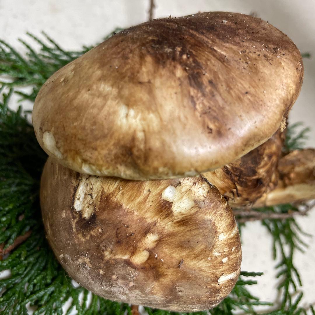 広島県産　松茸