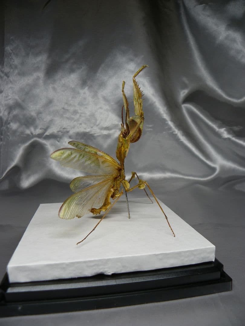 ニセハナマオウカマキリ　雄　立体標本