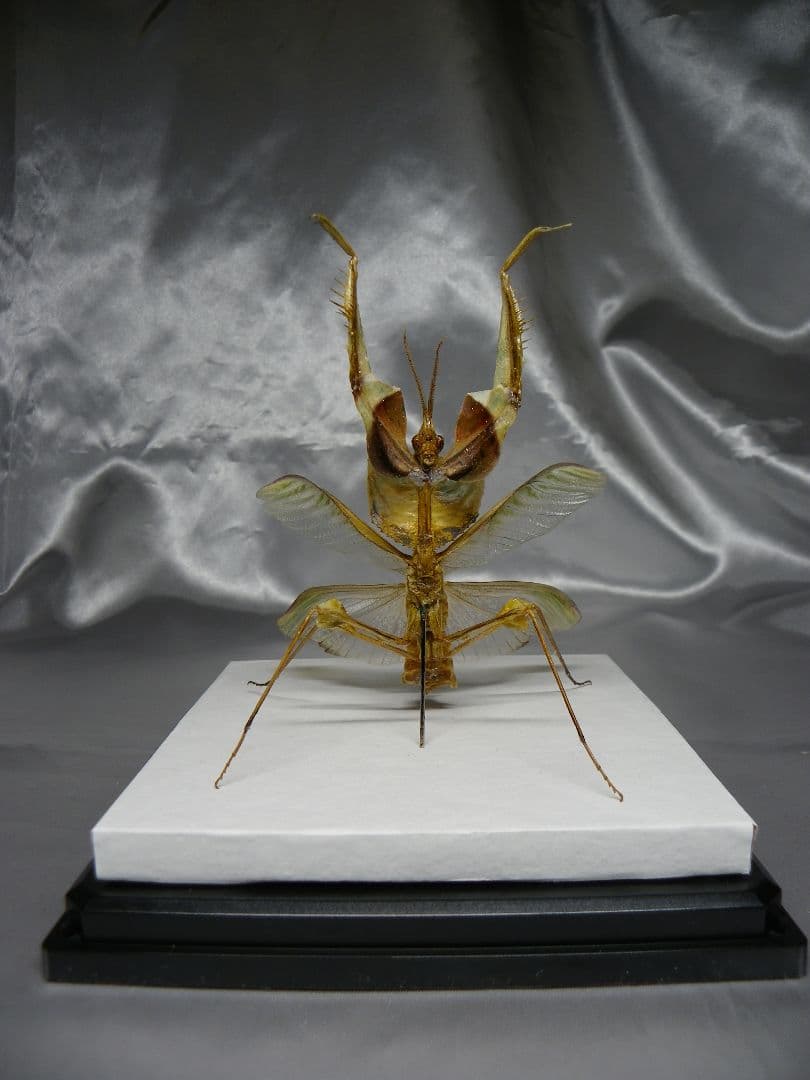 ニセハナマオウカマキリ　雄　立体標本