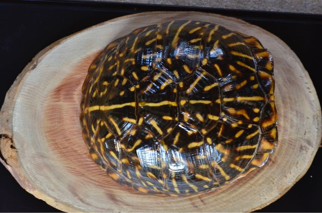 【激レア】フロリダハコガメ骨格標本(甲羅) フルアダルト　剥製　爬虫類