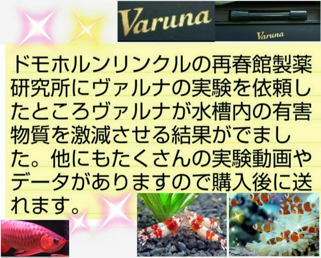 ヴァルナミニ　8センチ　水槽の透明度が抜群に！有害物質強力抑制！水替え不要に！