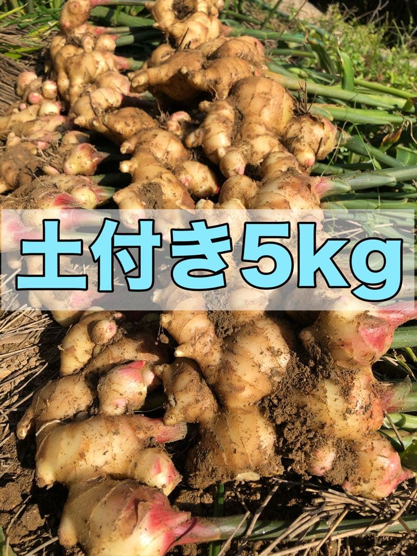 新生姜20kg