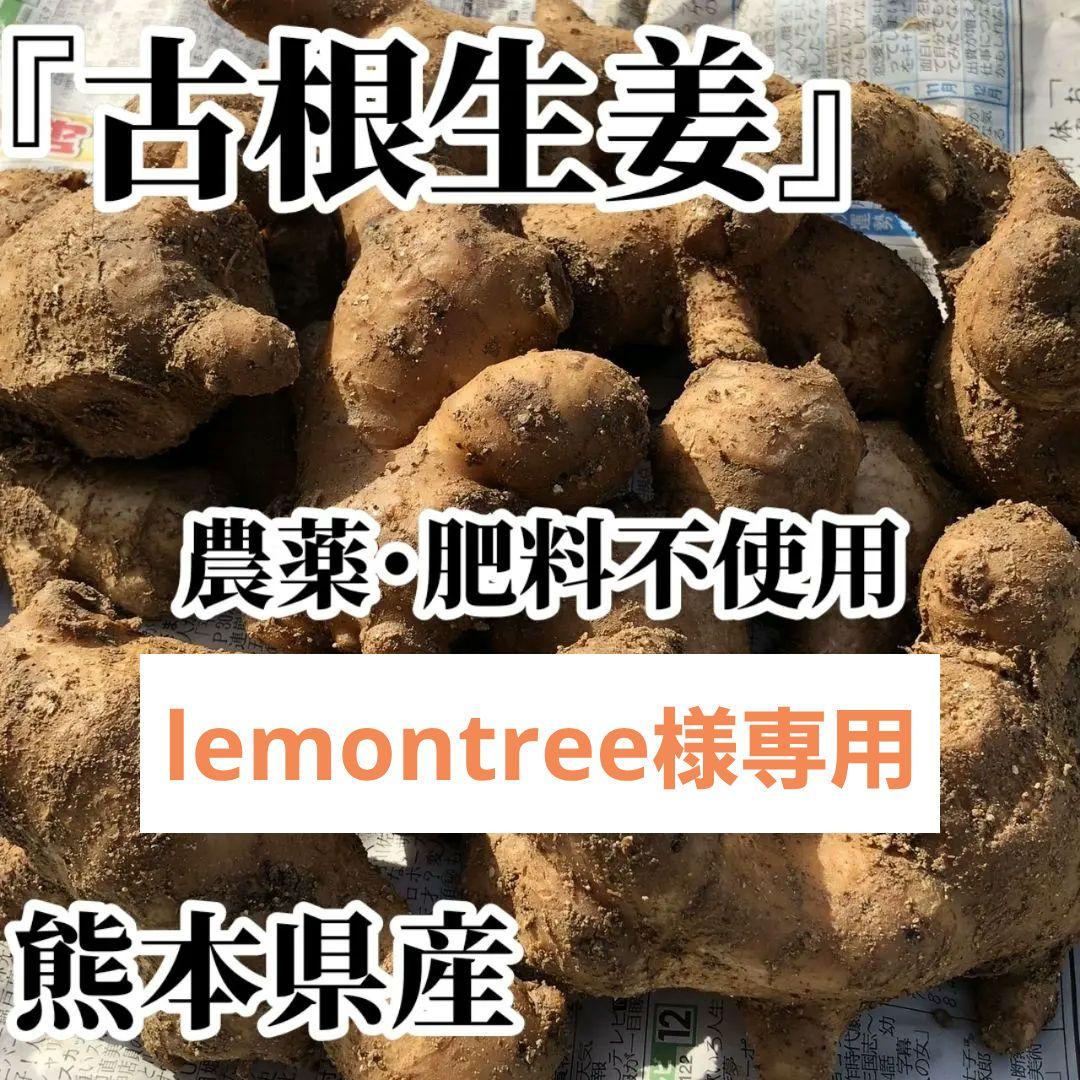 lemontree 古根生姜 5kg 農薬肥料不使用