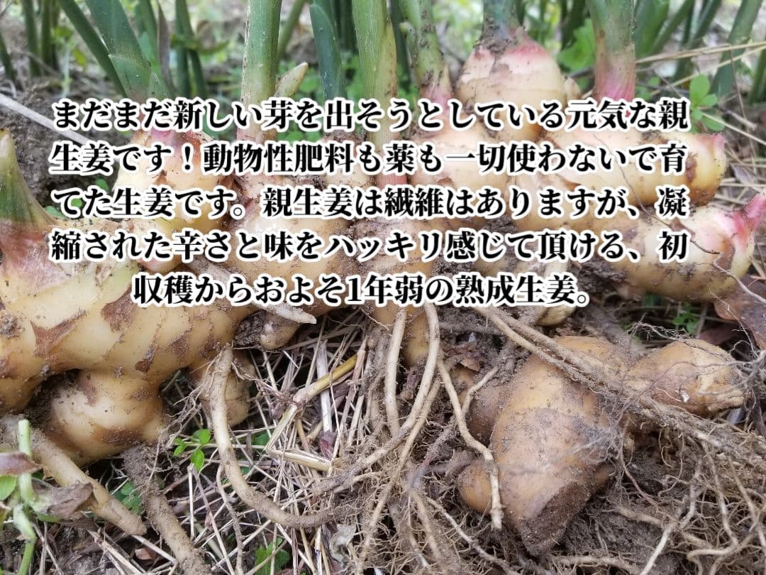 lemontree 古根生姜 5kg 農薬肥料不使用