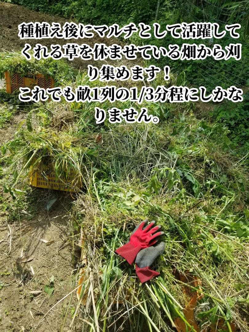 lemontree 古根生姜 5kg 農薬肥料不使用