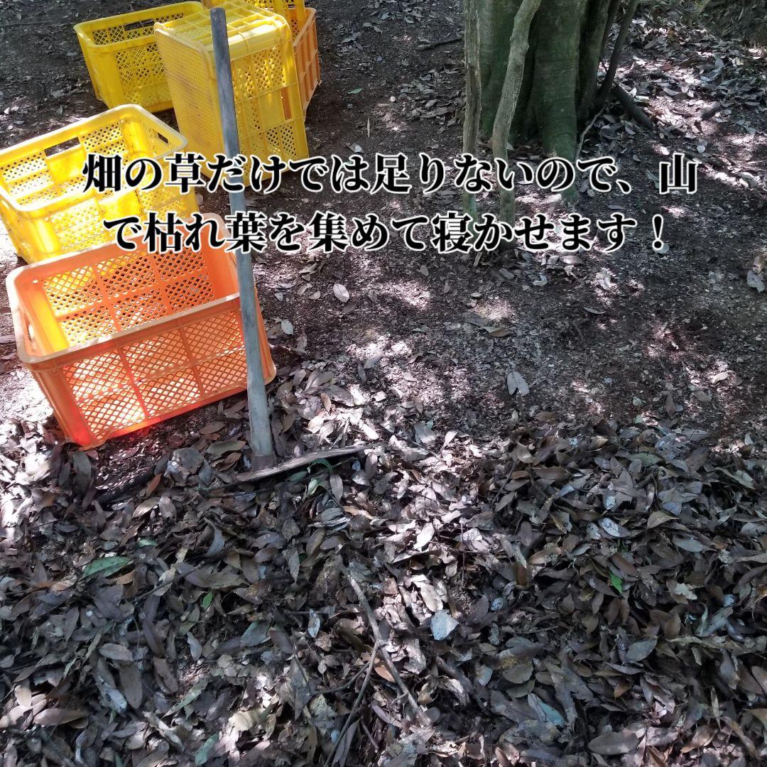 lemontree 古根生姜 5kg 農薬肥料不使用