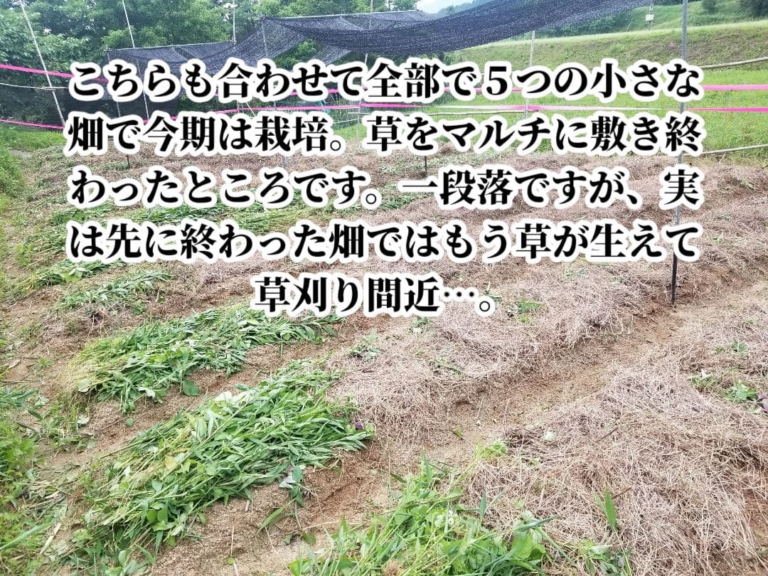 lemontree 古根生姜 5kg 農薬肥料不使用