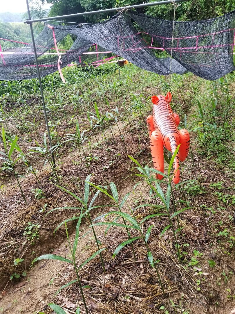 lemontree 古根生姜 5kg 農薬肥料不使用