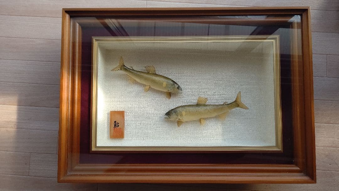 鮎剥製壁掛け