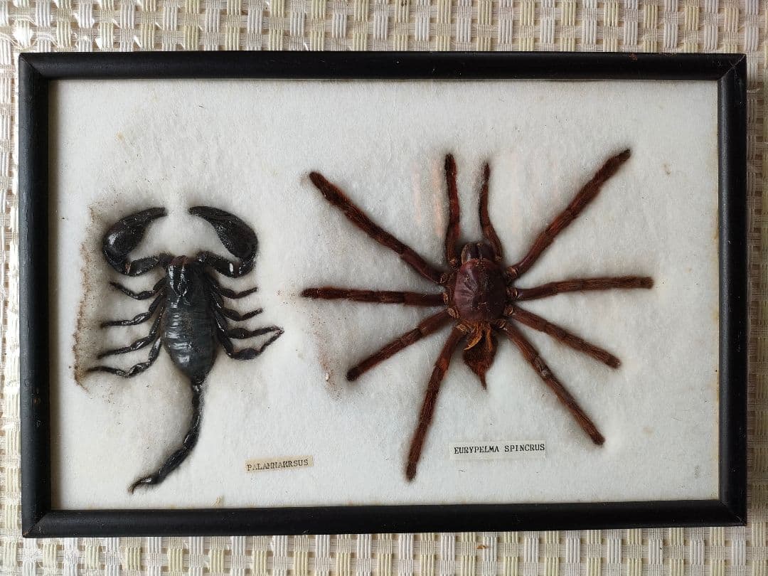 ●昆虫標本セット額入り サソリ + クモ（スパイダー）標本/博物館/インテリア