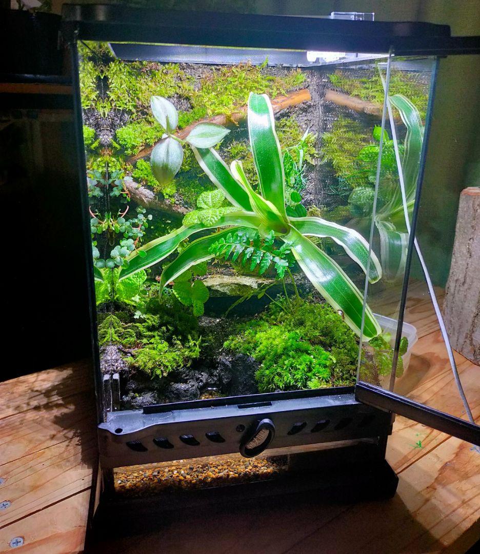 隠れ家付き！苔テラリウム、生体飼育ケージ、グラステラリウムナノ