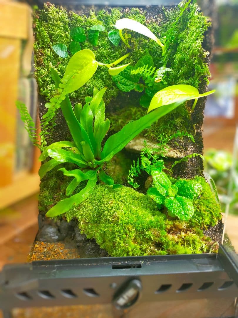 隠れ家付き！苔テラリウム、生体飼育ケージ、グラステラリウムナノ