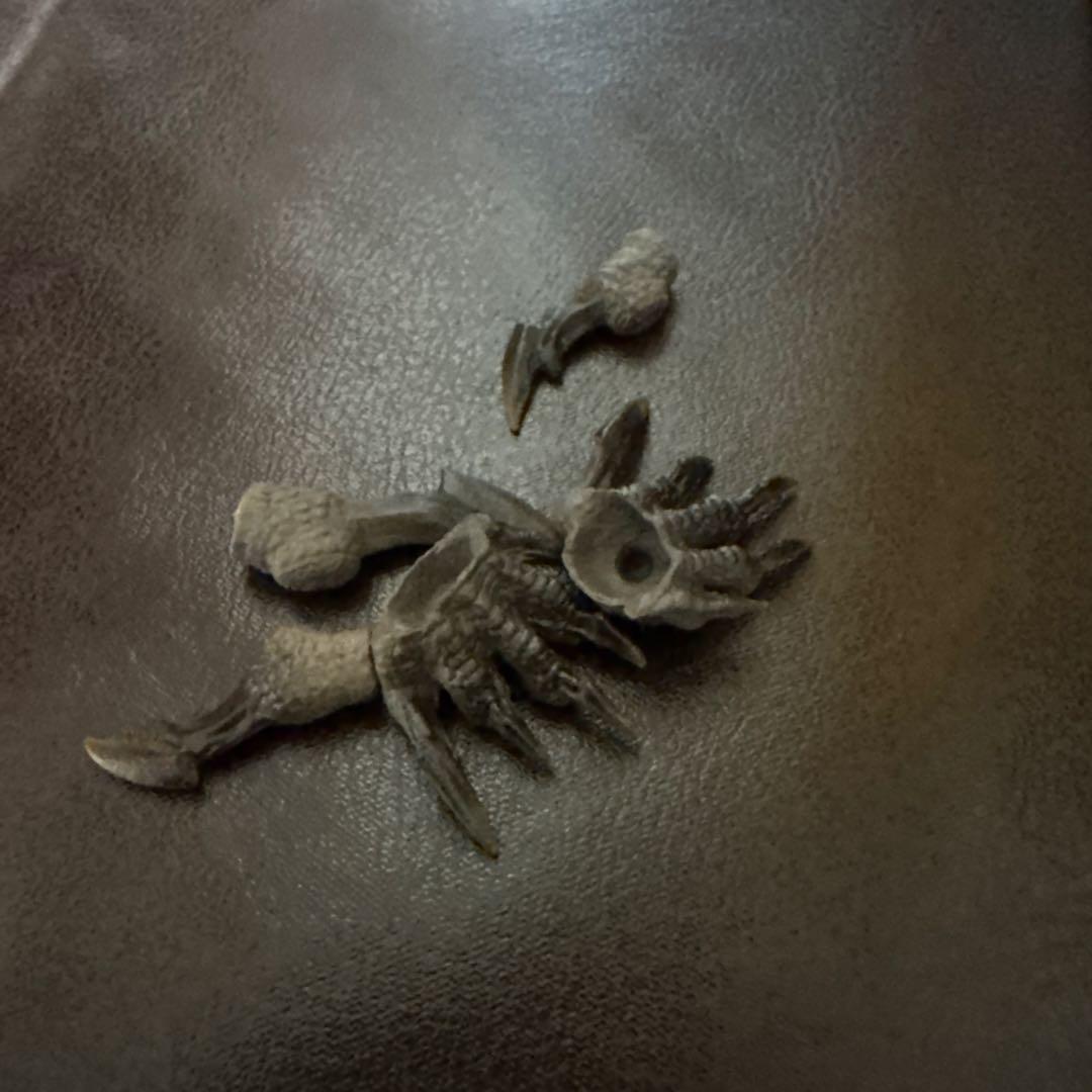 ネ*ル様 ジンオウガ フィギュア S.H.MonsterArts Zinogre