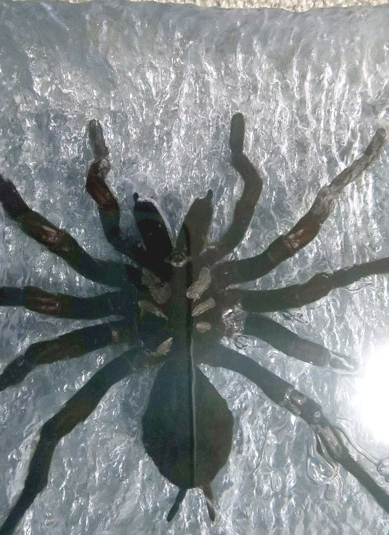 タランチュラの標本