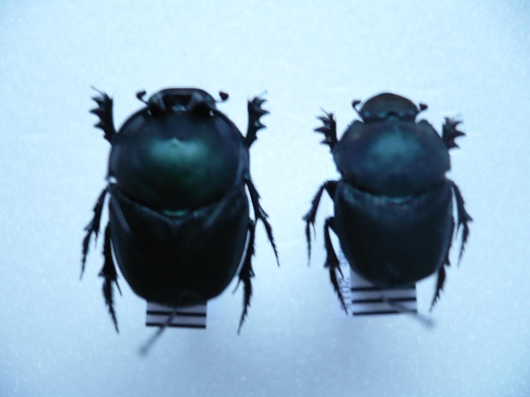 タンザニアのフンチュウ　Proagoderus gibbiramus　ペア