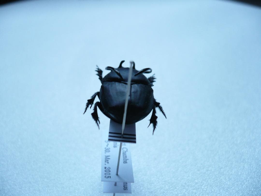 タンザニアのフンチュウ　Proagoderus gibbiramus　ペア