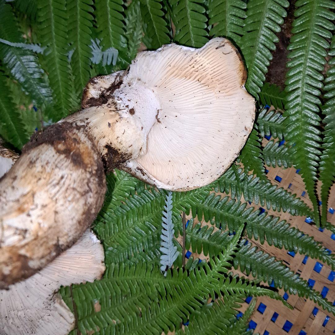 広島県産松茸　349g　虫食いあり