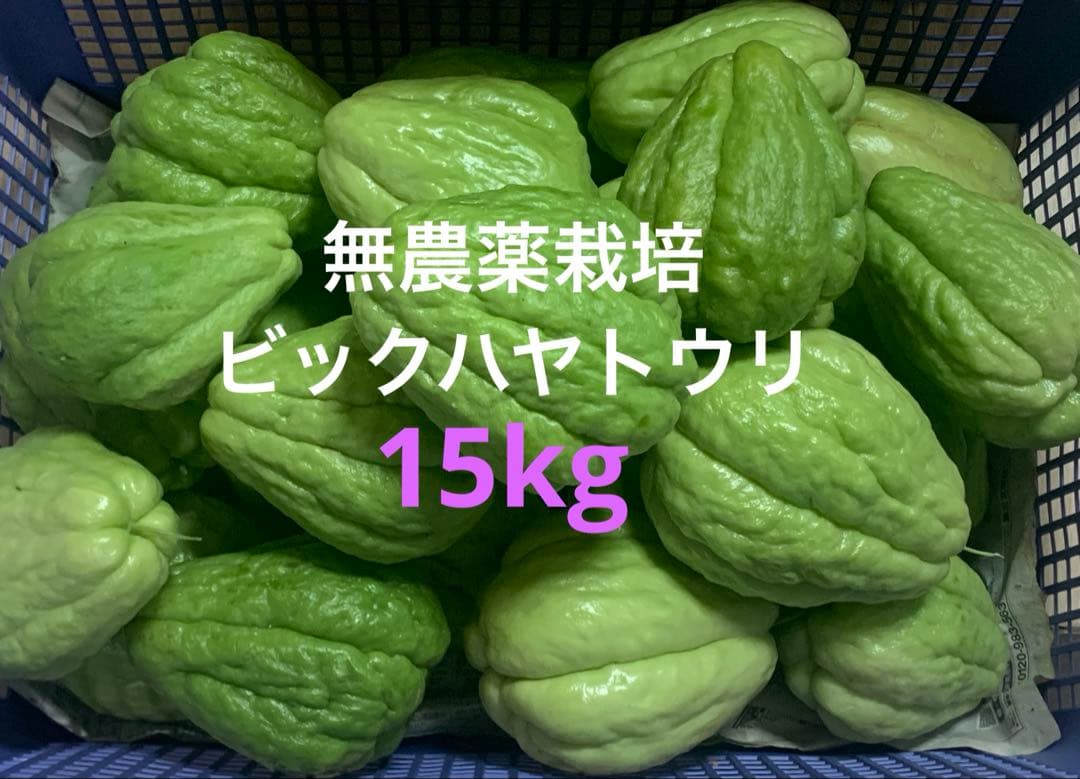 これで最後です 無農薬 種用にも！採れたて新鮮！大玉ハヤトウリ 15kg（緑）