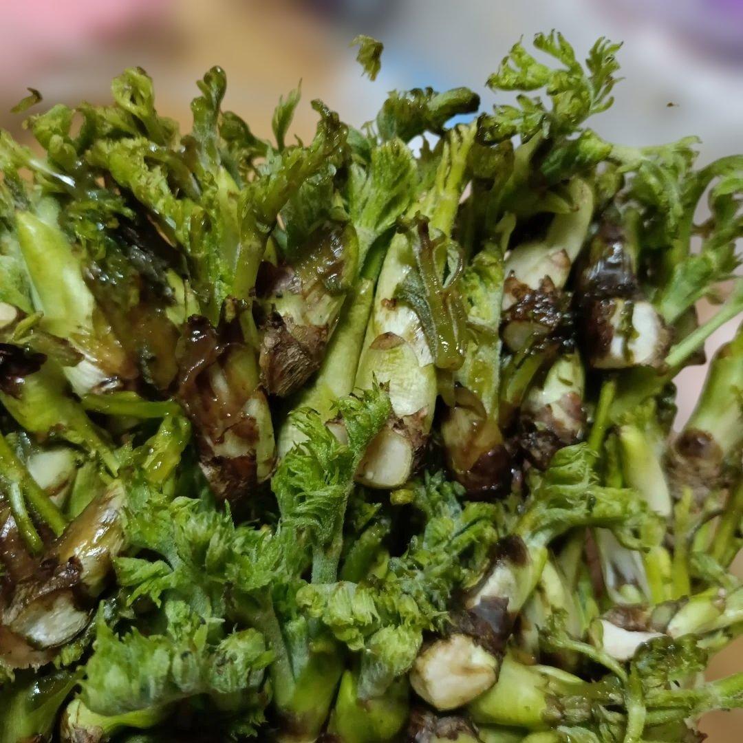 タラの芽SS下の段溶けて腐ってる